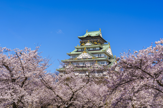 大阪城桜