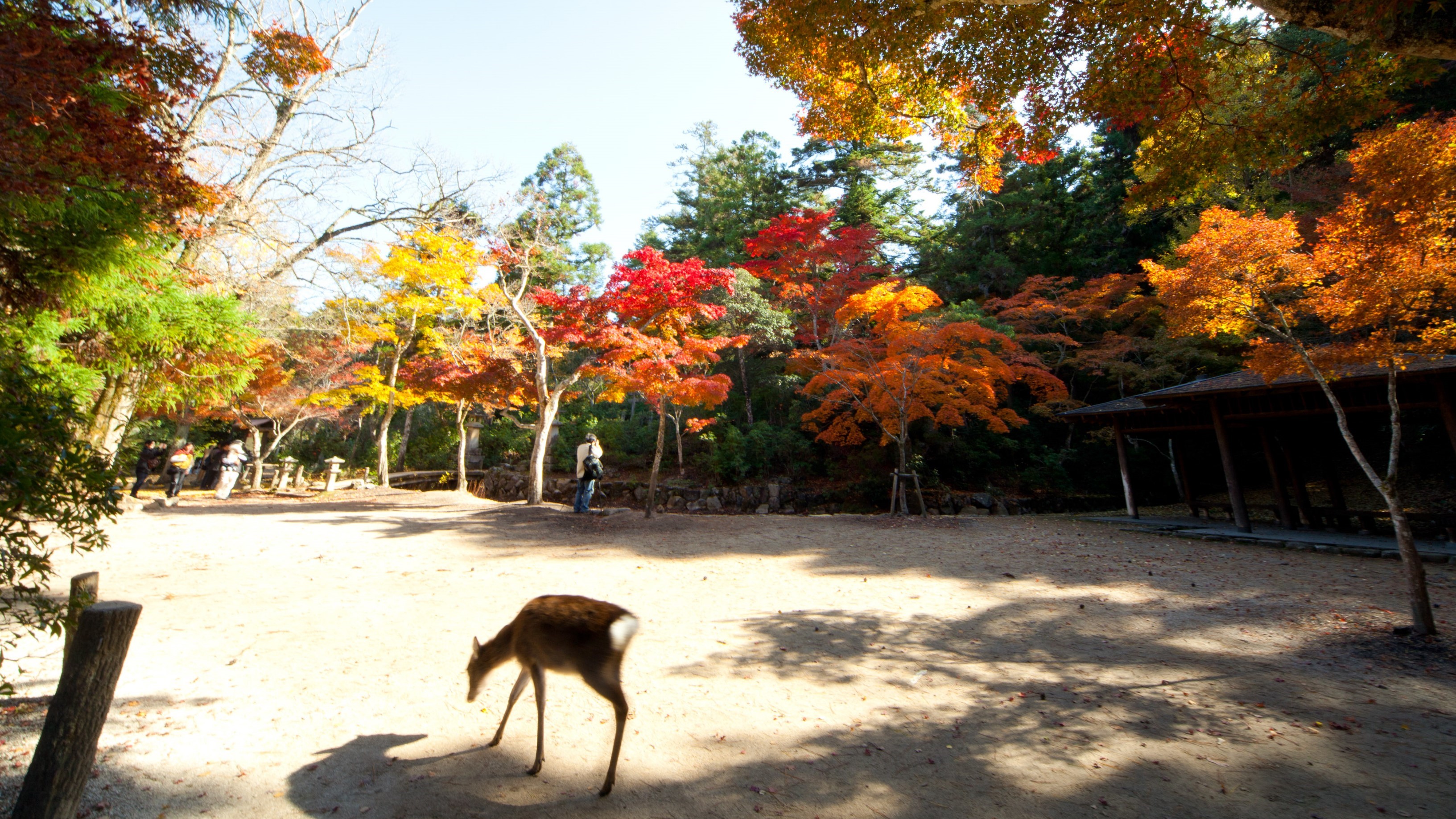 ＜周辺・景観＞宮島　「写真提供：広島県」