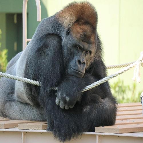 【東山動植物園入園券付きプラン】ファミリーやカップルにオススメ☆朝食付