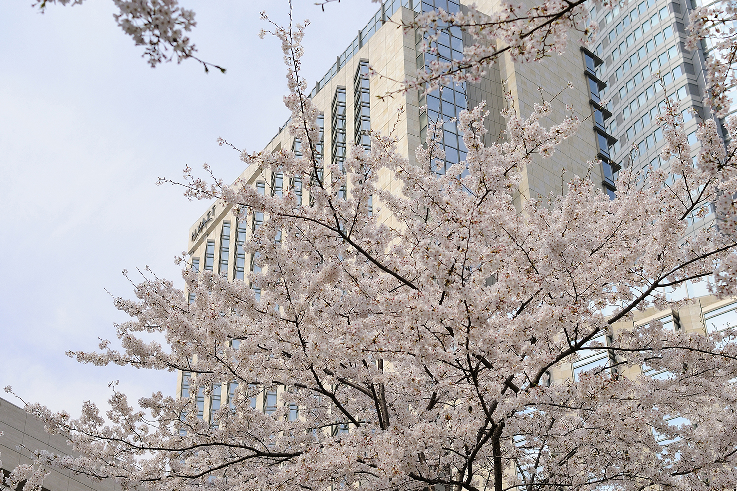外観（桜シーズン）