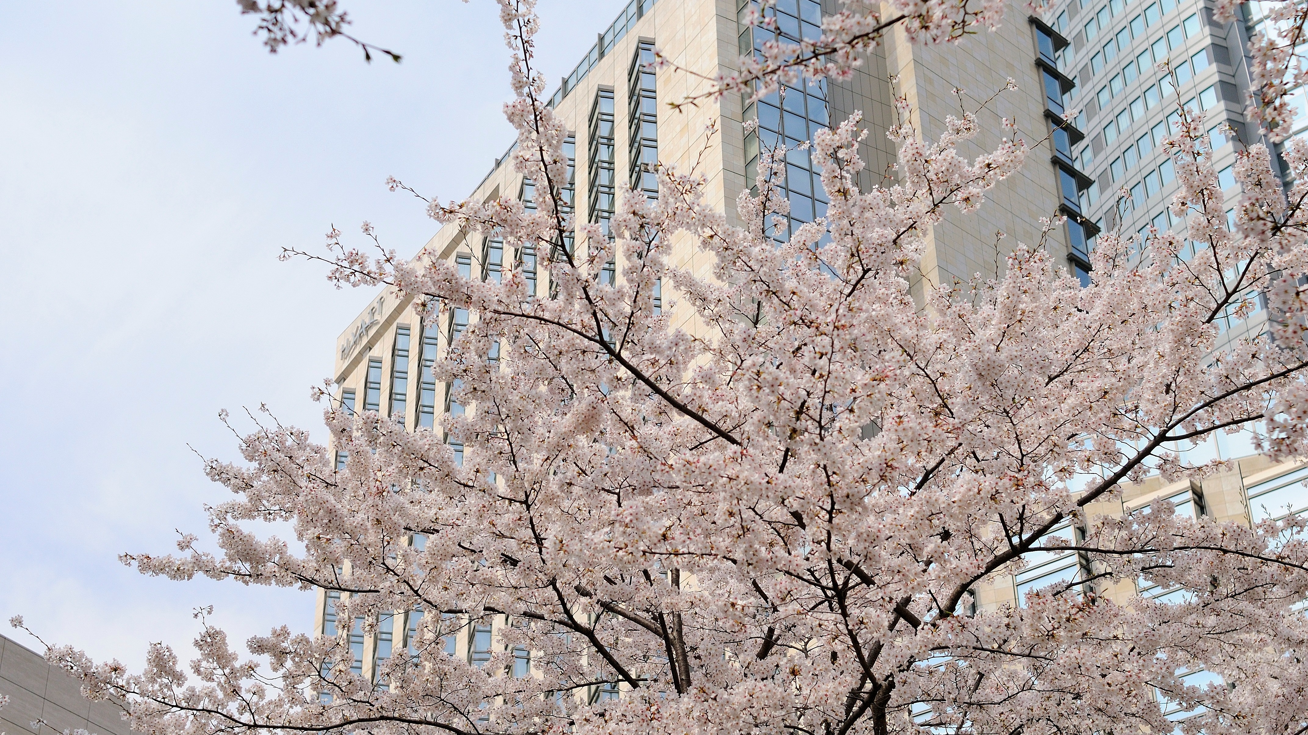 外観（桜シーズン）