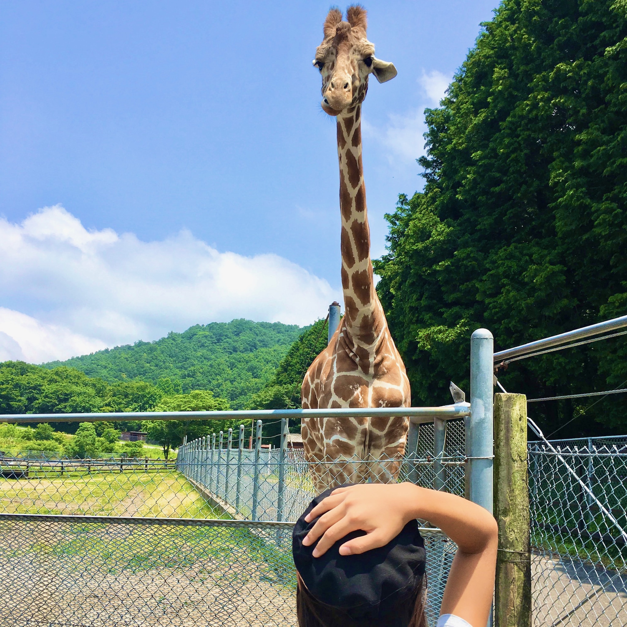 秋吉台自然動物公園 サファリランド