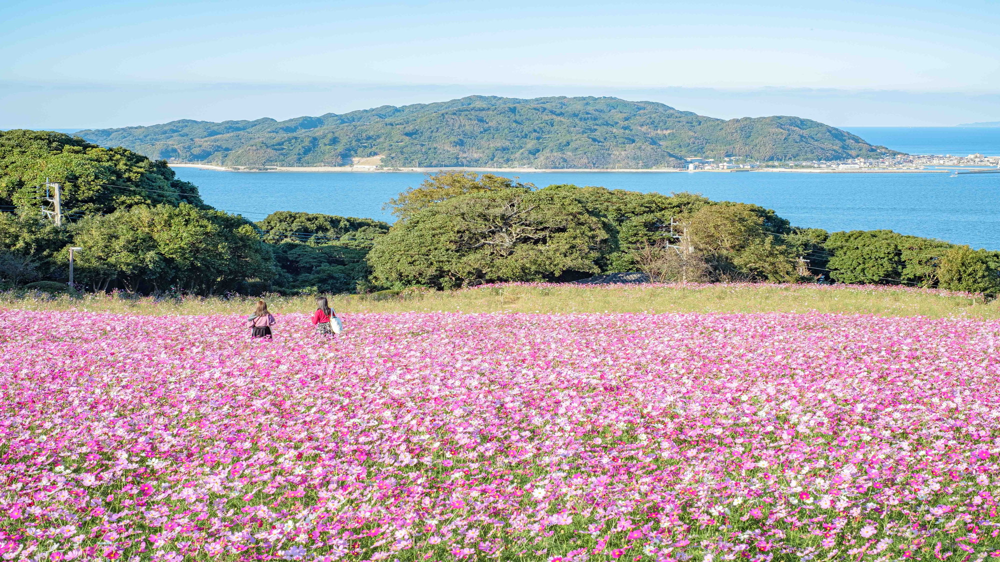 【能古島】市内近郊の離島。秋のコスモス巡りが人気。※写真提供：福岡県観光連盟