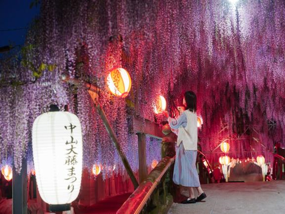 【中山大藤まつり】毎年4月中旬頃より見頃を迎えます。写真提供：福岡県観光連盟