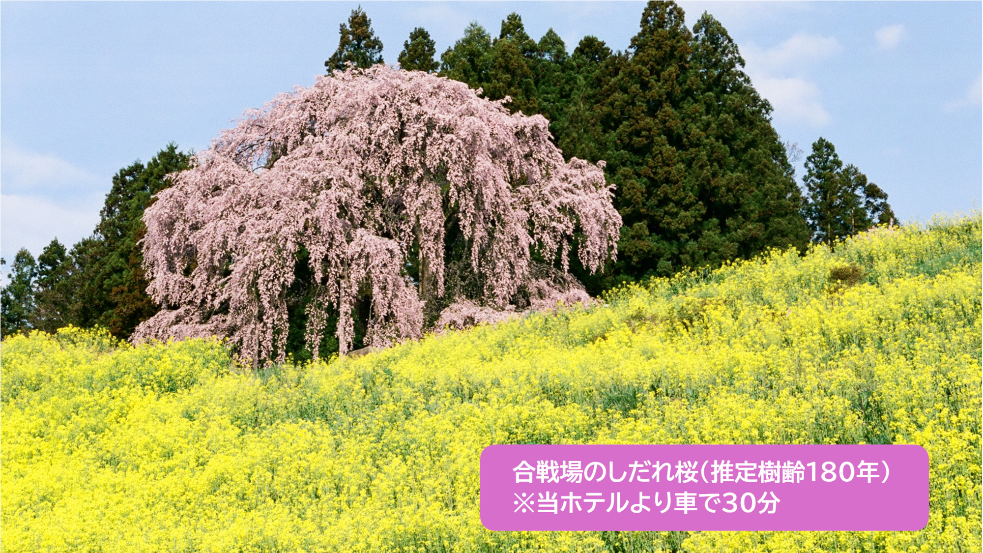 合戦場のしだれ桜