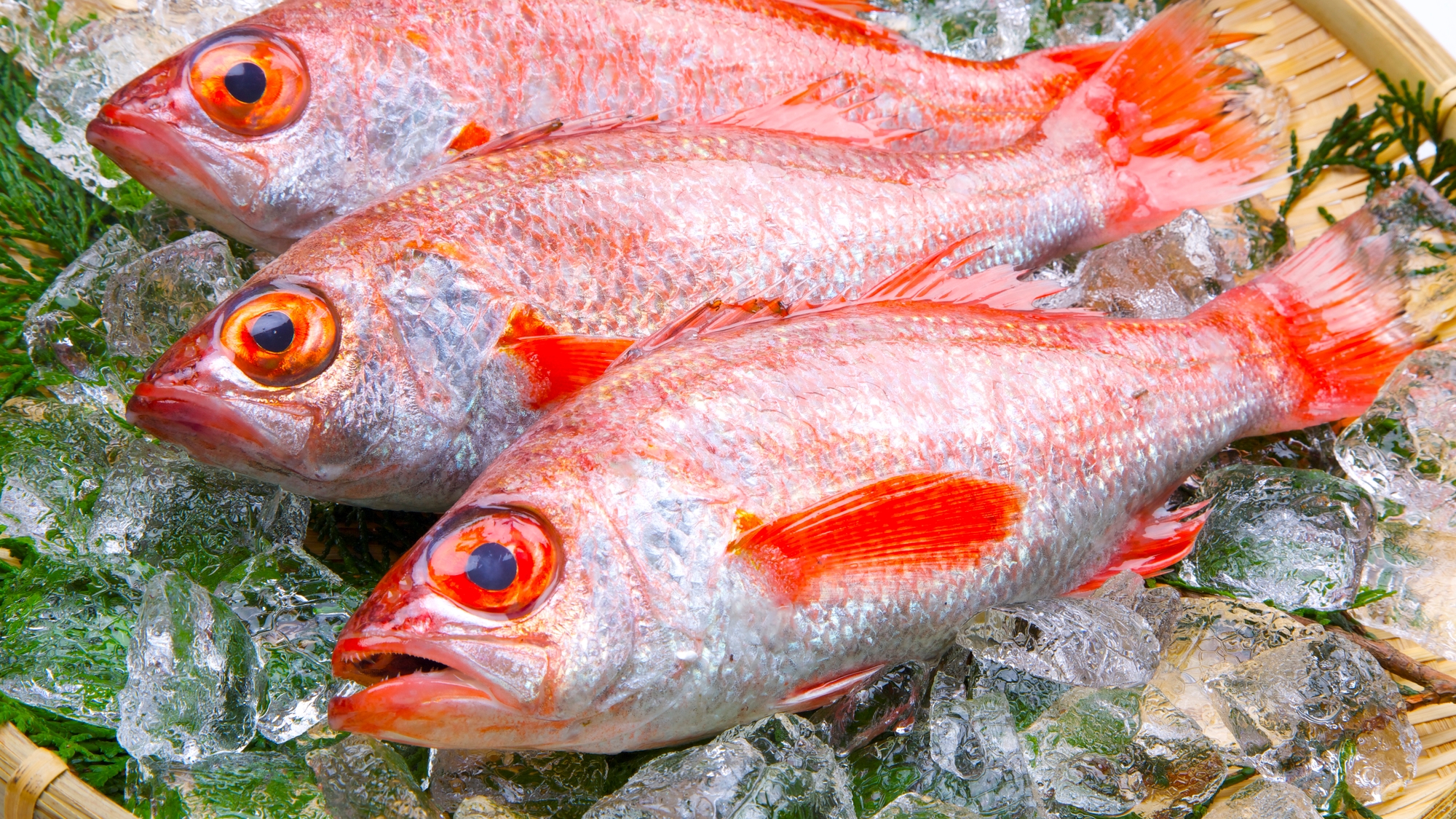 地元名物の【のどぐろ塩焼き】を是非！