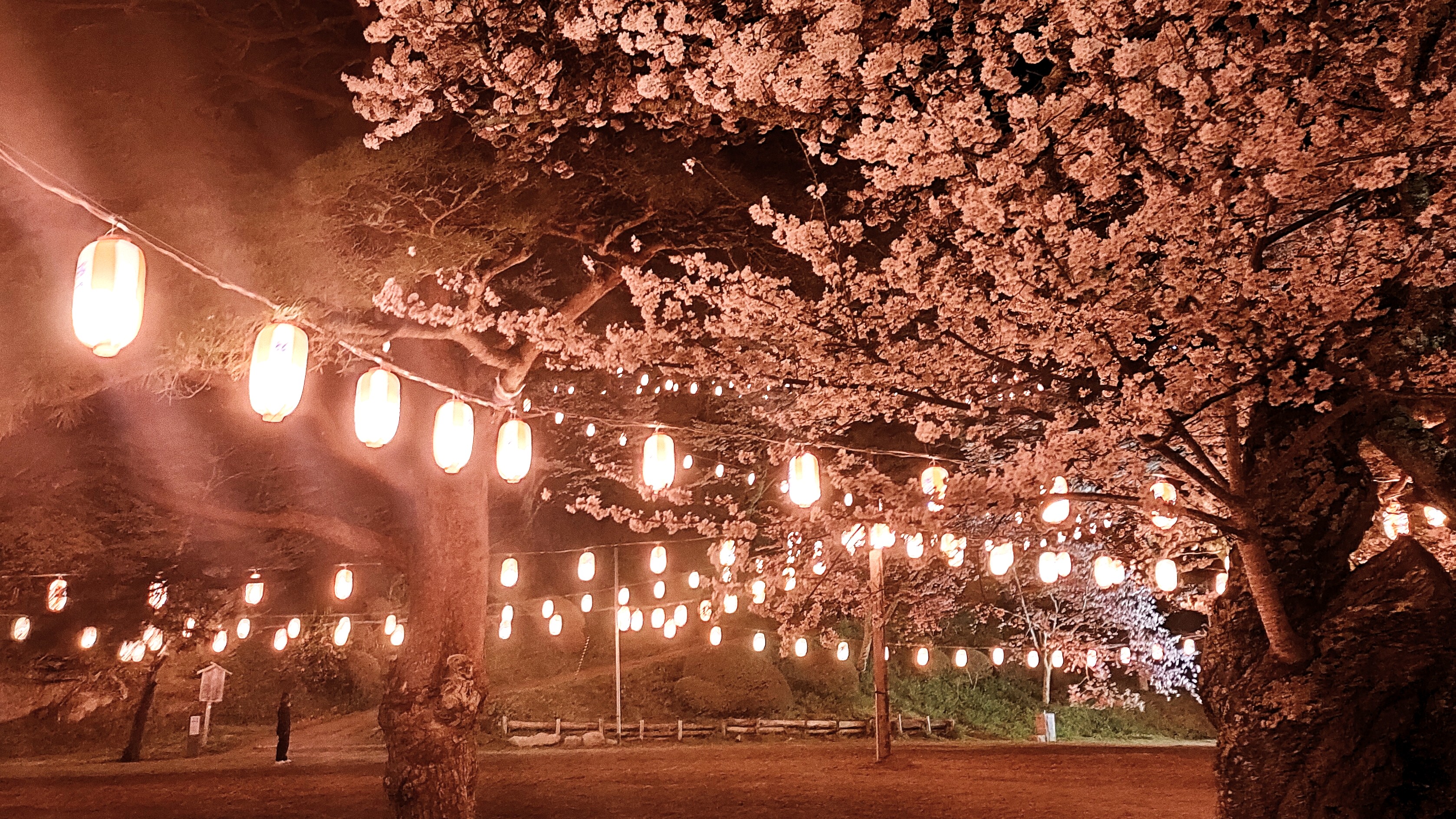 霞ヶ城の夜桜