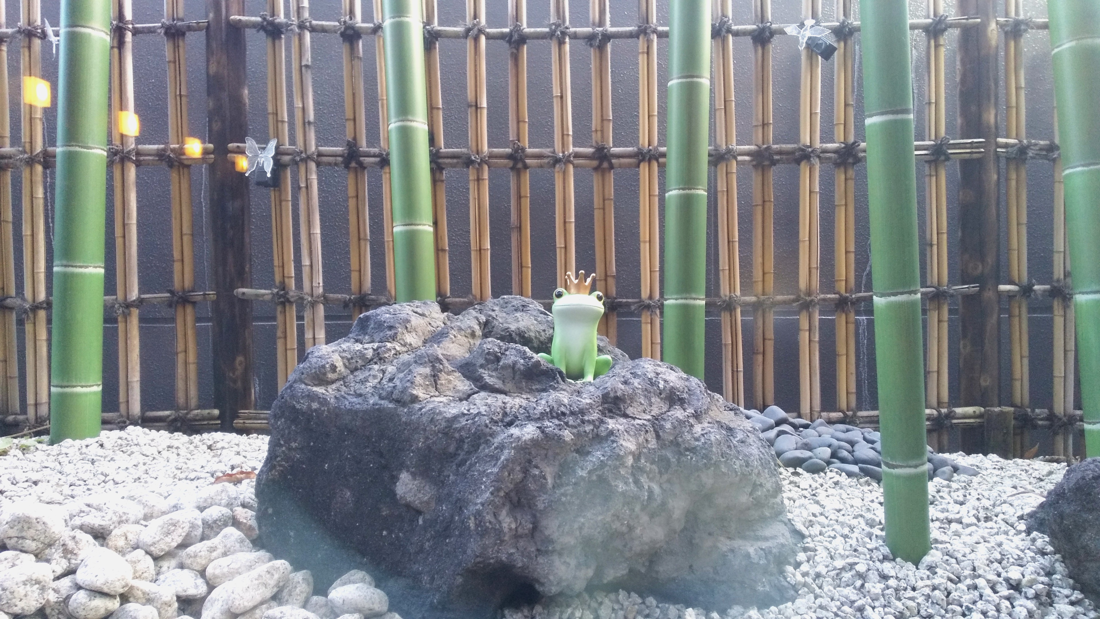 こちらのカエルには王冠が・・・？