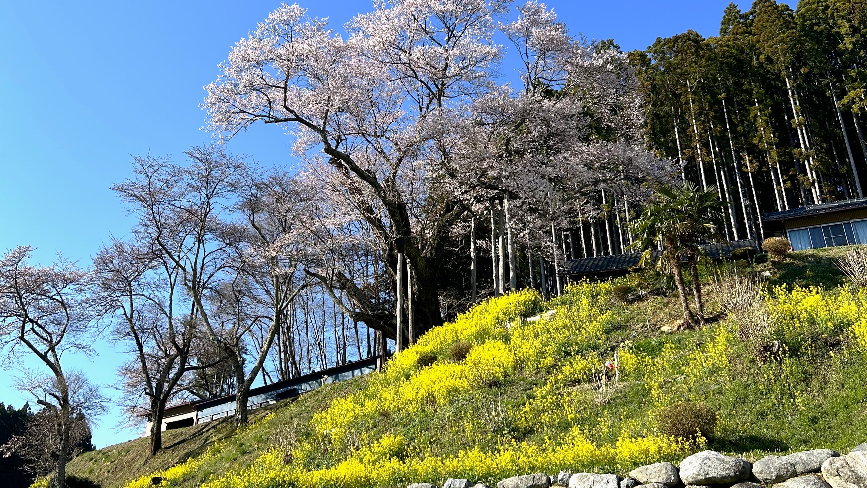 東和祭田の桜：車で20分　　800年の時間を見守る、祭田の桜