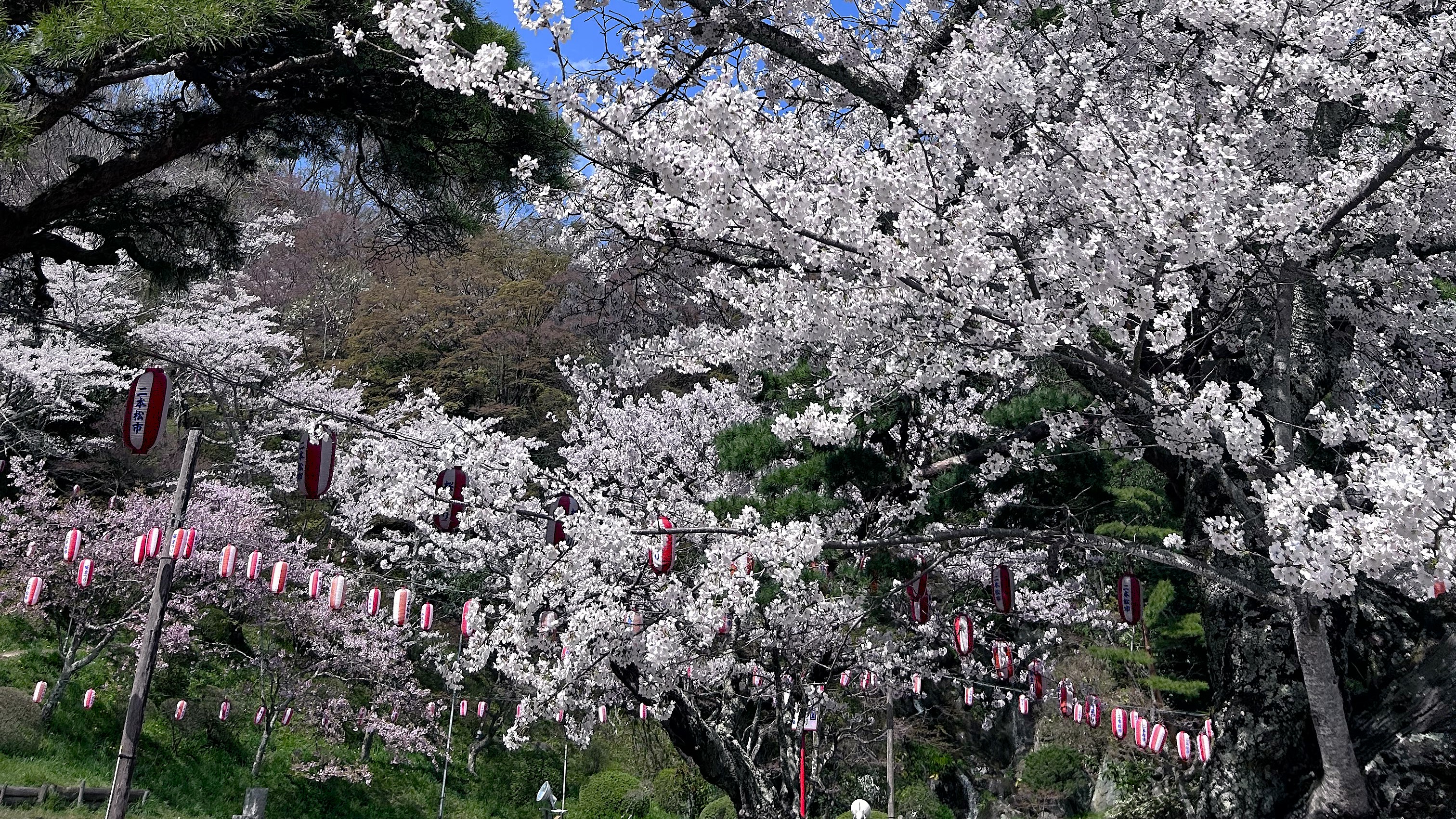 霞ヶ城の桜：車で10分 　約二千五百本、城を包む桜景色