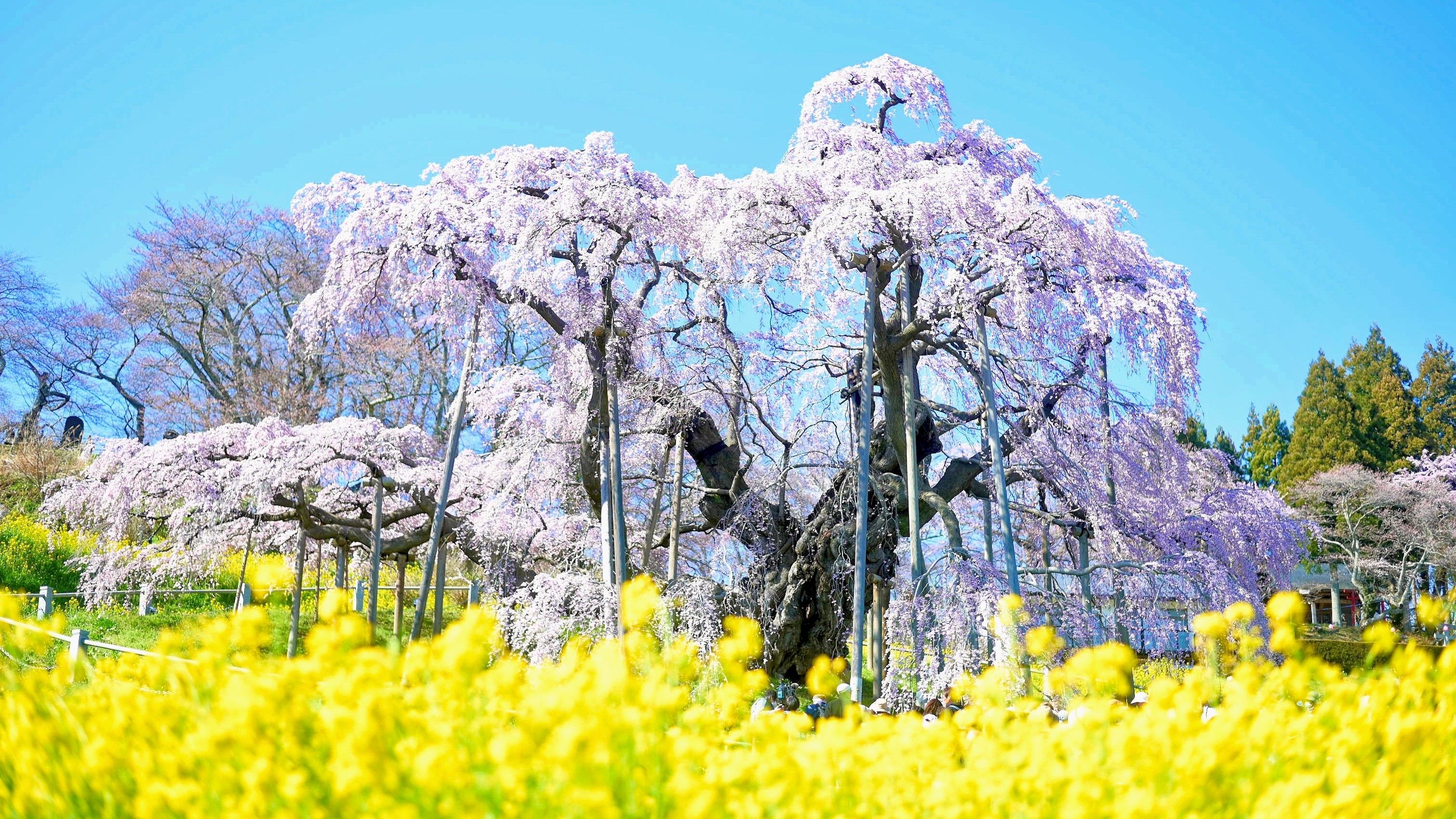 三春の滝桜：車で25分　　日本三大桜、三春の滝桜
