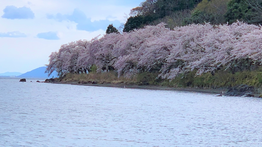 海津大崎の桜