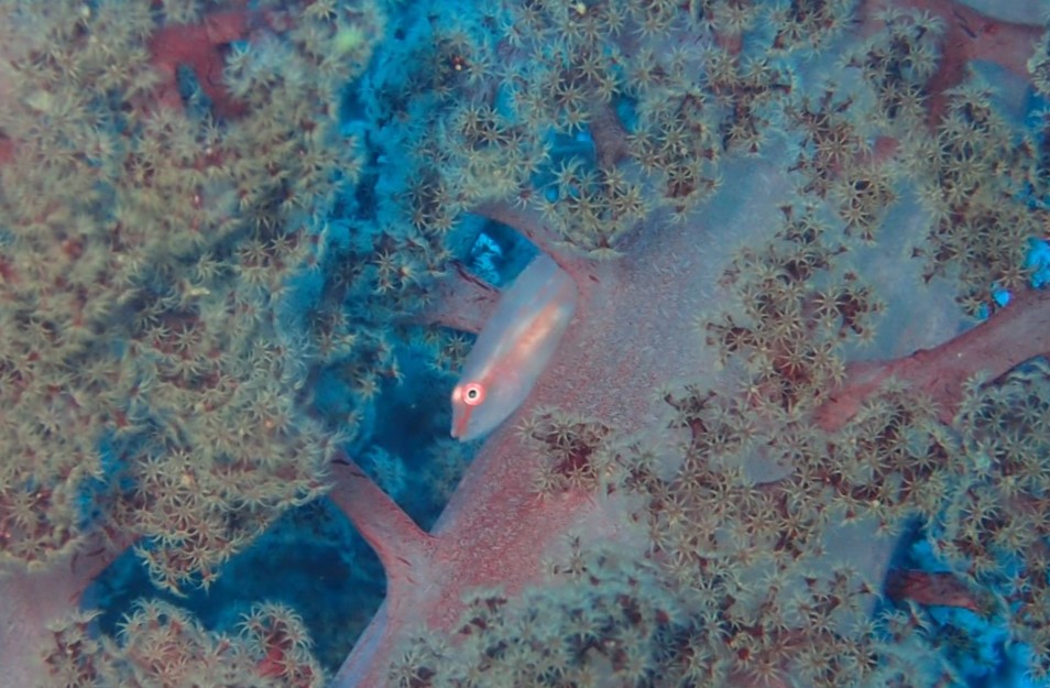 ・海の生き物たち