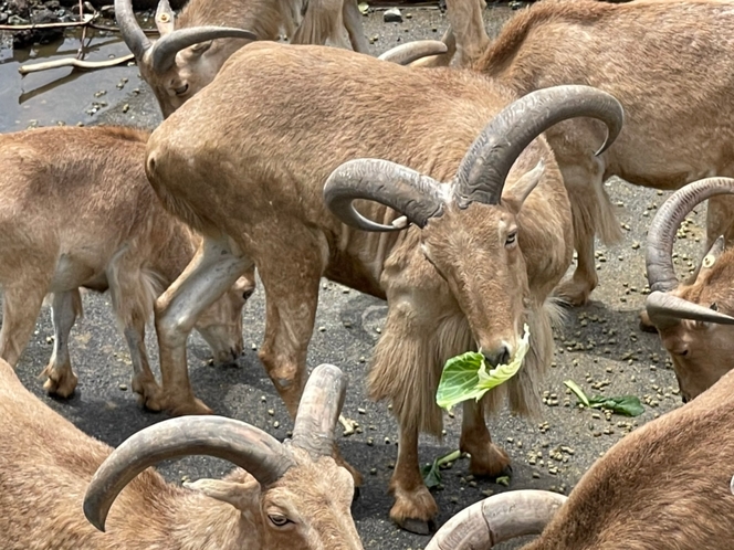 ・【動物園】バーバリーシープ