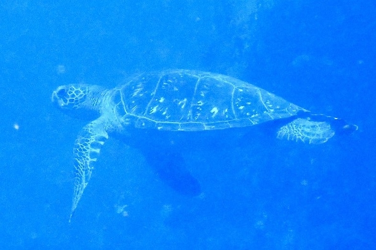 ・海の生き物たち