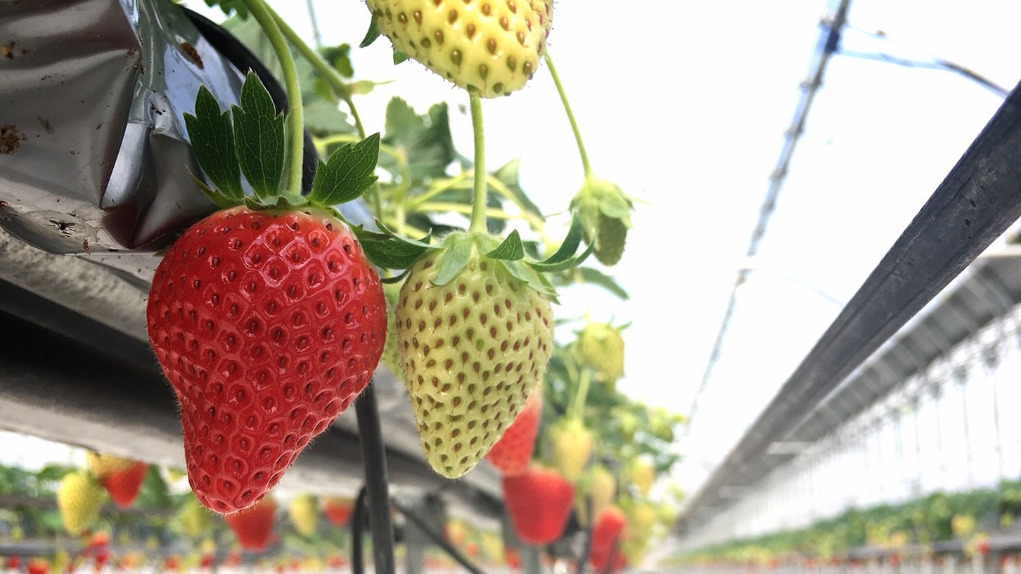 GLAMPROOK Strawberry Escape<期間限定5月6日迄>