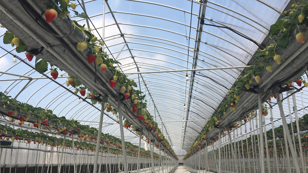 GLAMPROOK Strawberry Escape<期間限定5月6日迄>