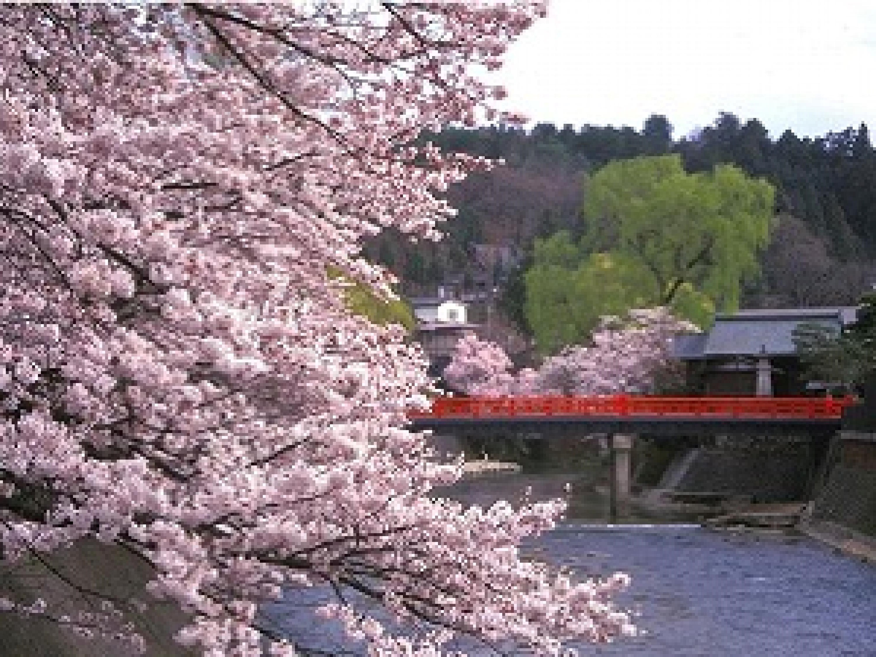 飛騨高山　中橋（春）