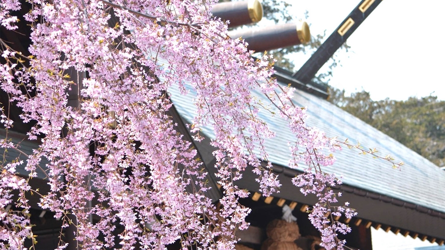 ・【北海道神宮】桜の季節：札幌市民のお花見スポットです