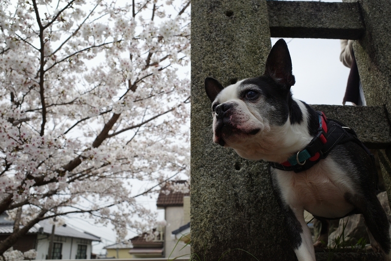 ＜ワンちゃんと一緒に泊まれるU・人・U＞愛犬を連れて京都をお散歩♪