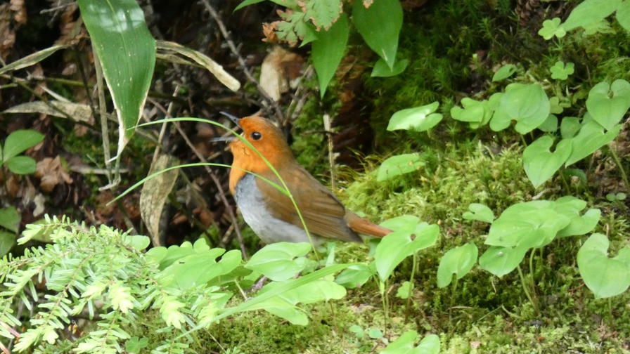 【登山者向け】【朝食弁当・スタンダードプラン】朝早く出発のお客様へ（チェックアウト8：30）