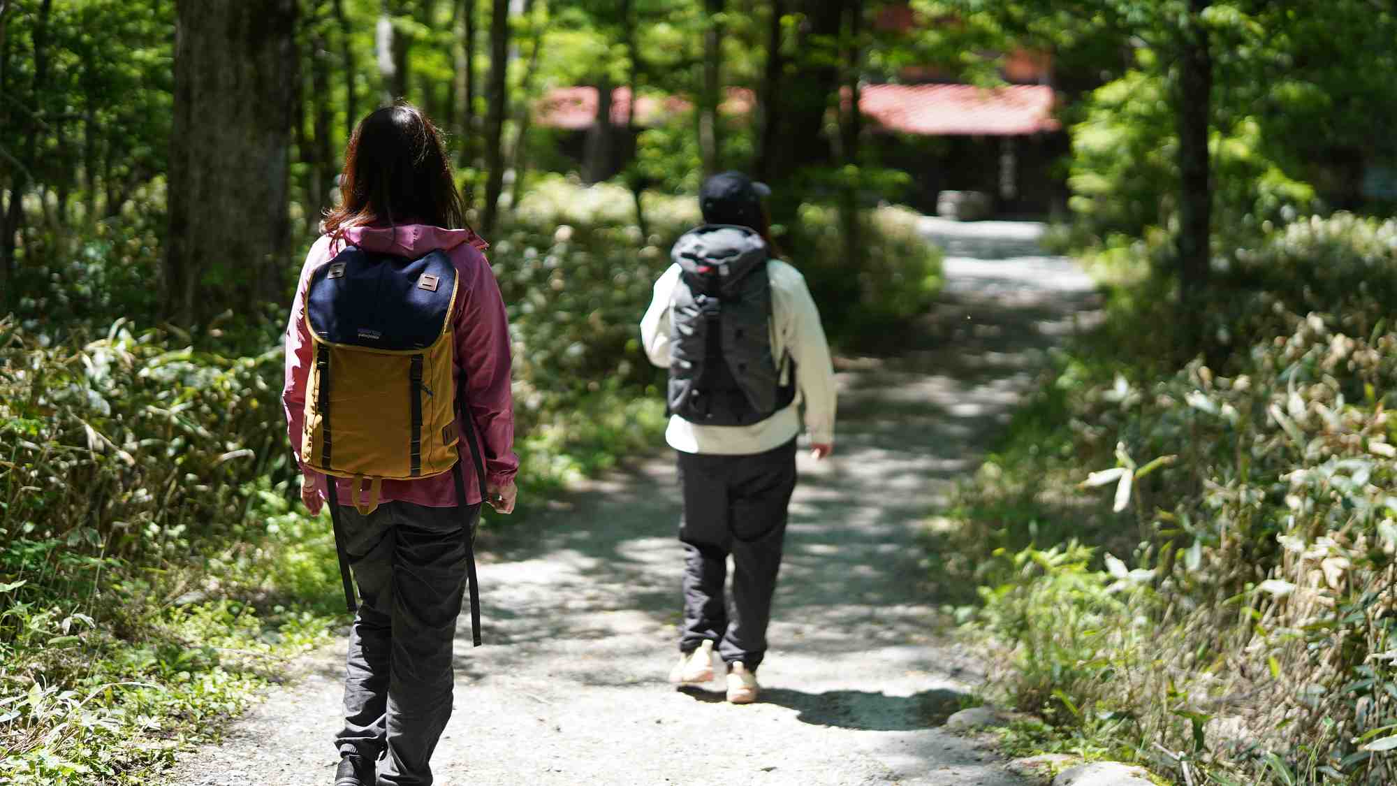 新緑に包まれた癒しのトレイル