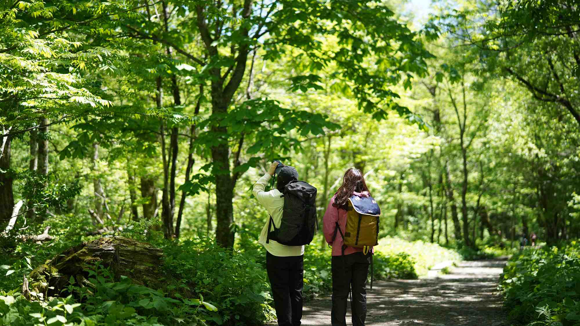 静けさの中で深呼吸する森歩き