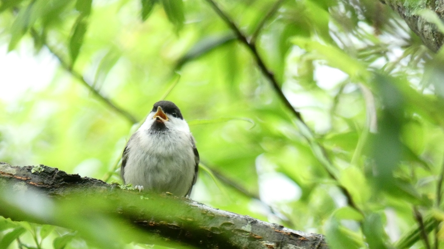 コガラ　山のひだやの周辺の木立には小鳥たちが集まります