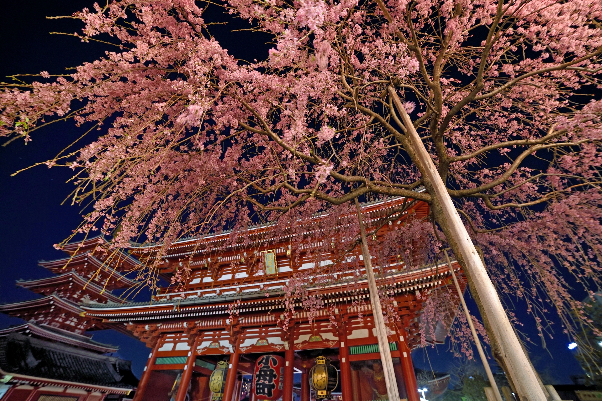 春の東京の様子