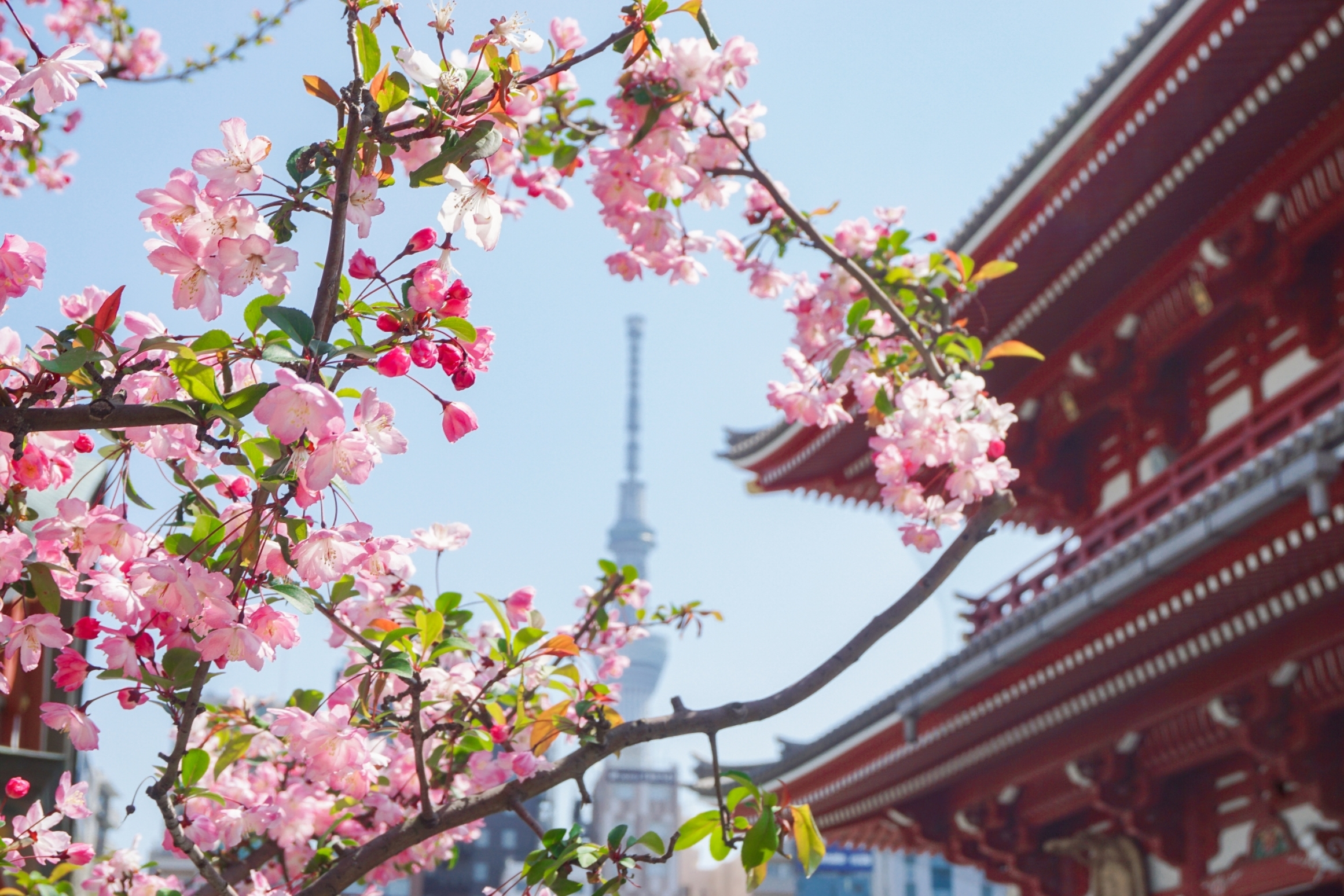 春の東京の様子