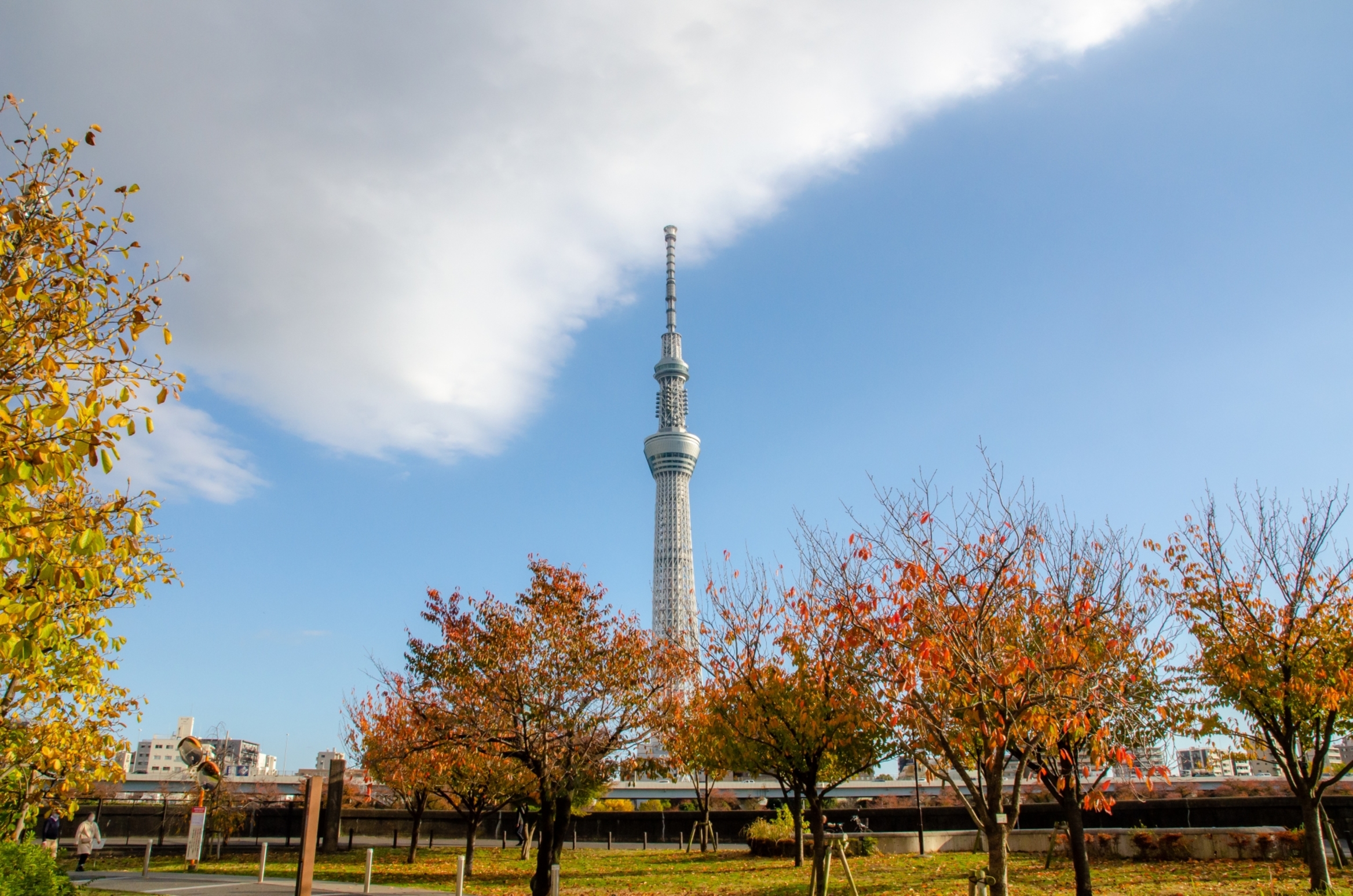 秋の東京の様子