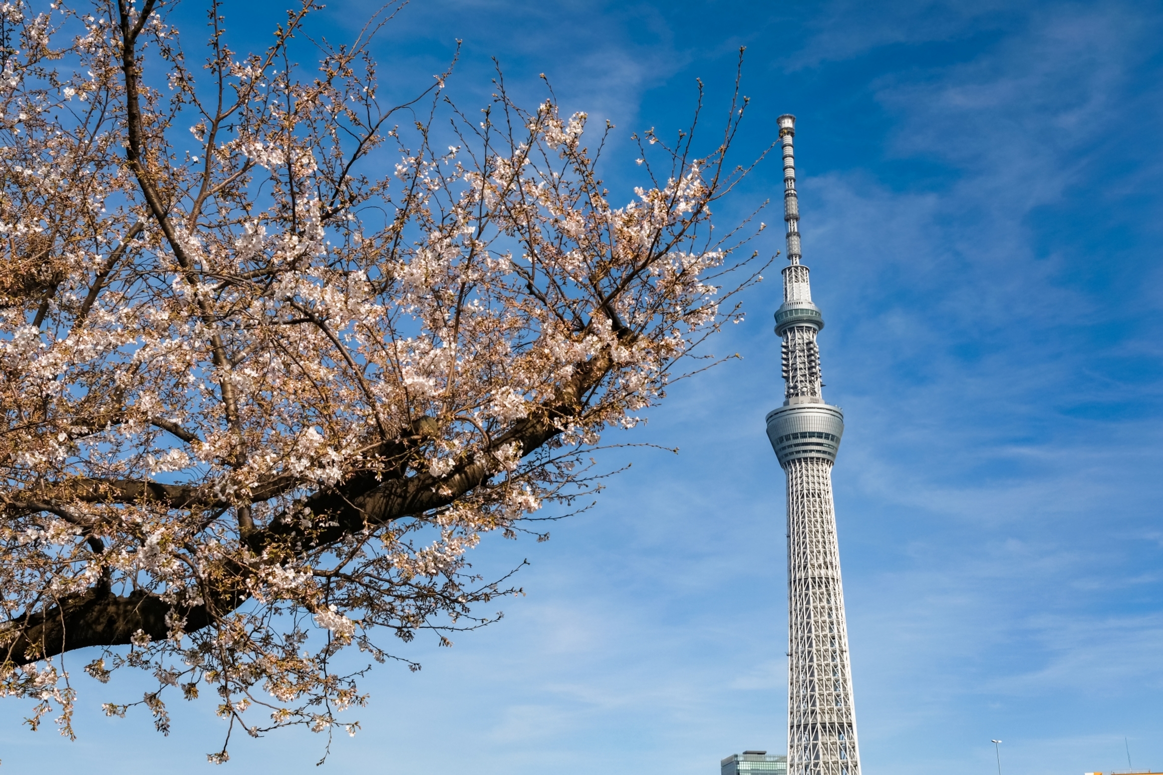 春の東京の様子