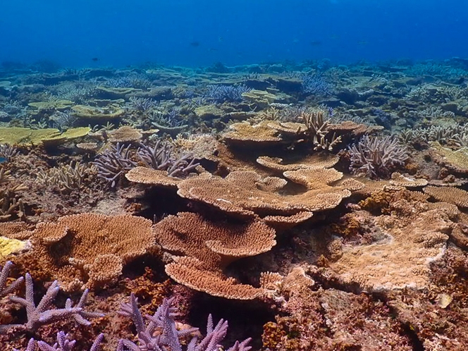 八重干瀬珊瑚