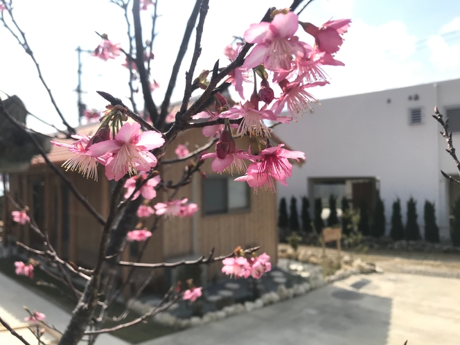 桜と古宇利掟屋