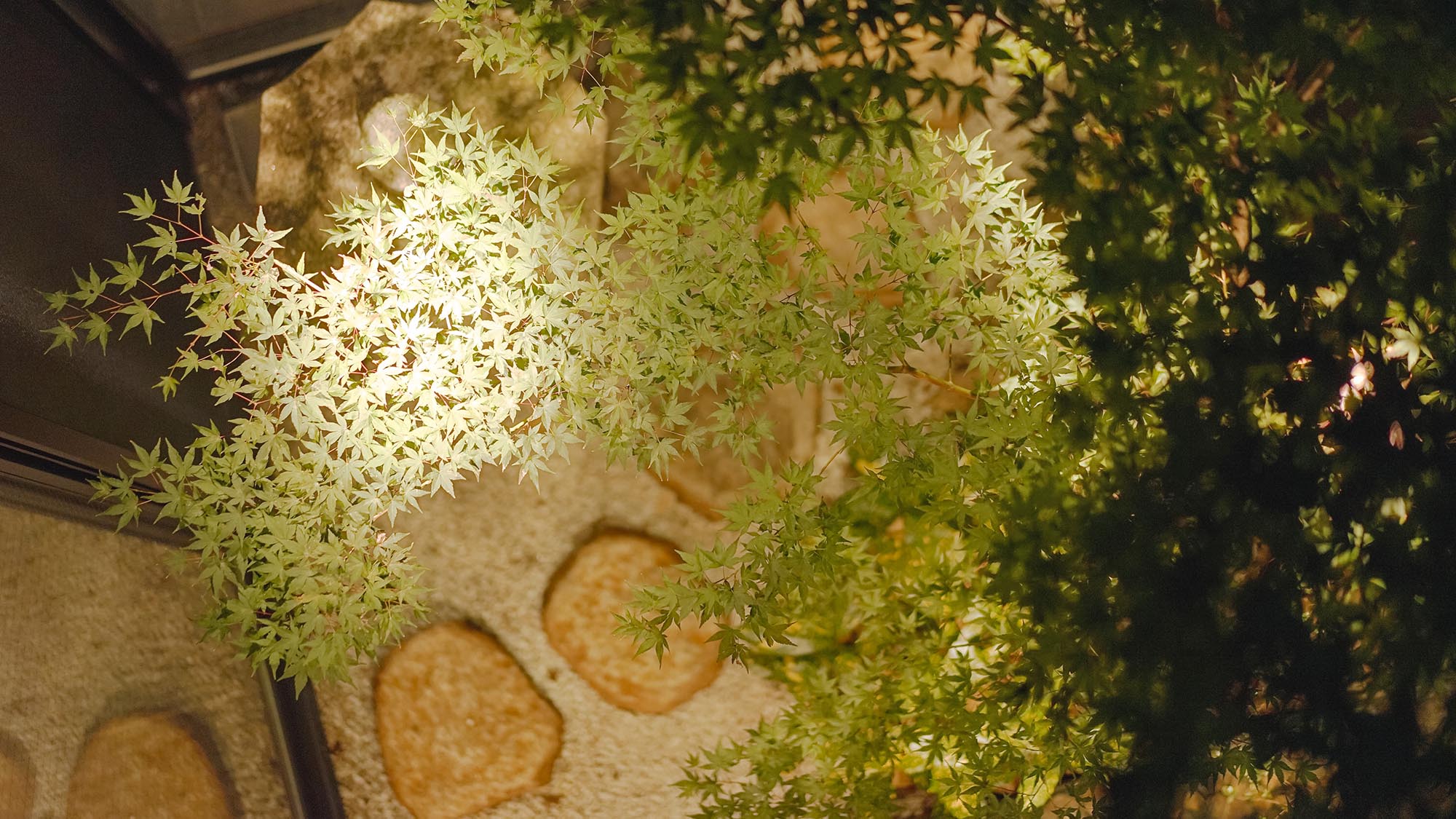 ・ロビー前の中庭ではもみじが鮮やかにライトアップされています