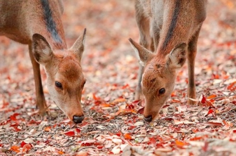 紅葉シーズン＜奈良公園鹿＞