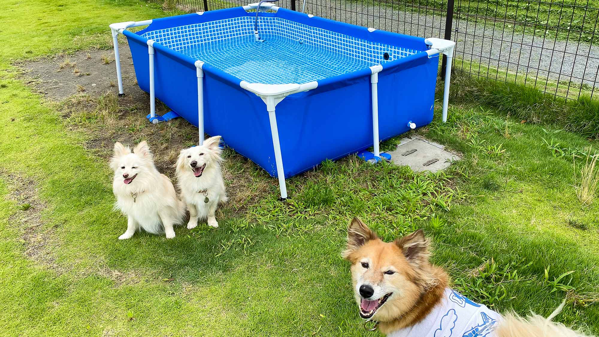 ・【ドックプール】夏季はドッグランにわんちゃん用プールを設置します（7～10月頃）