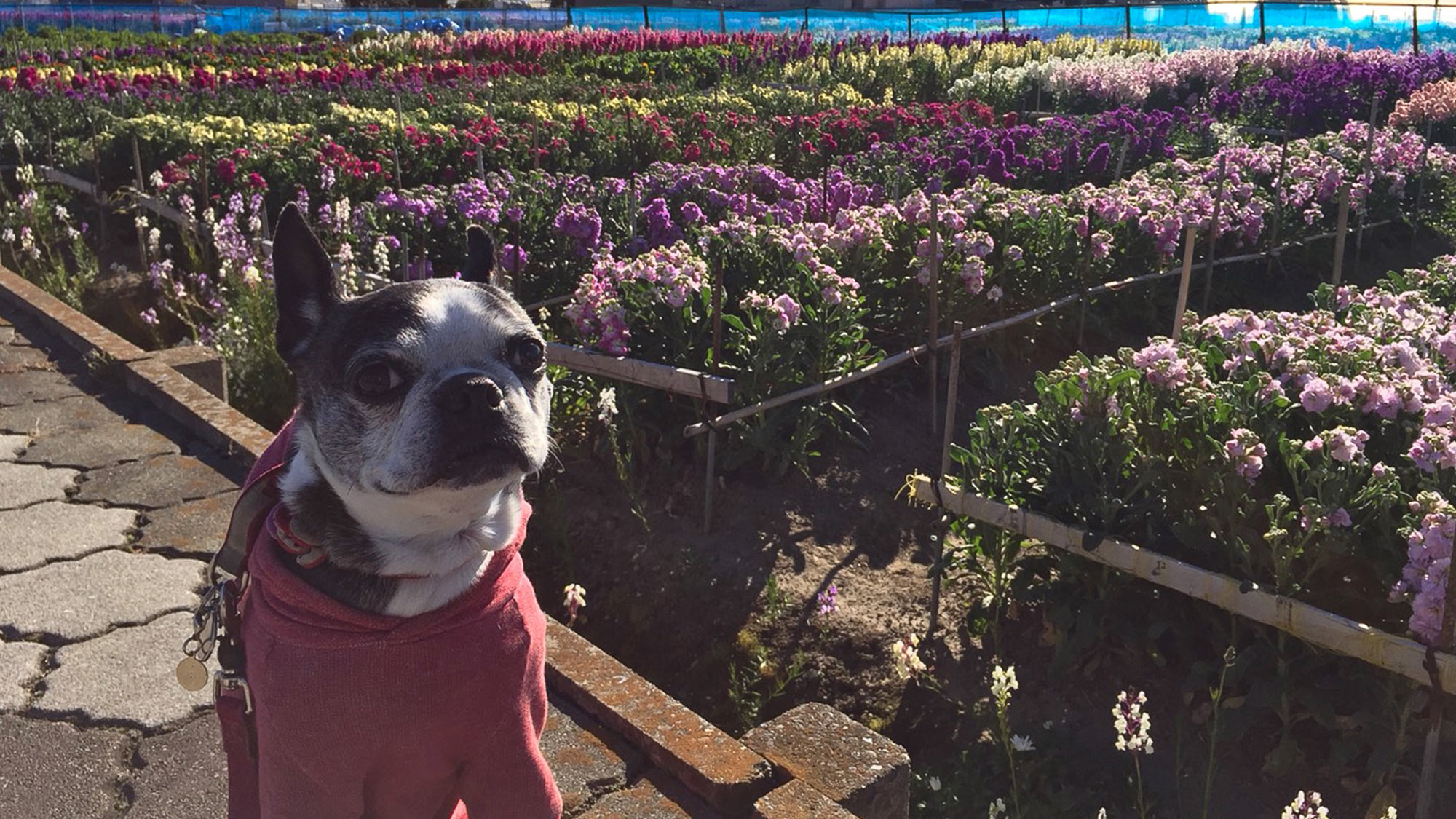 ・【千倉花摘み】色とりどりの花畑が広がります。お花の香りに包まれて花摘みを楽しみませんか