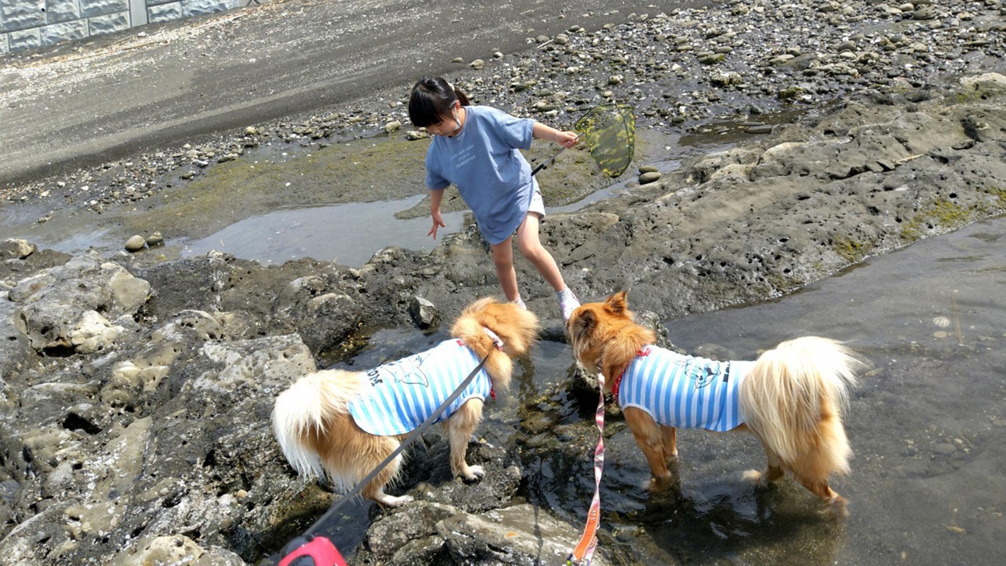 ・【磯遊び・ビーチコーミング】海が怖いわんちゃんも潮だまりなら安心。お子様も一緒に遊べますよ