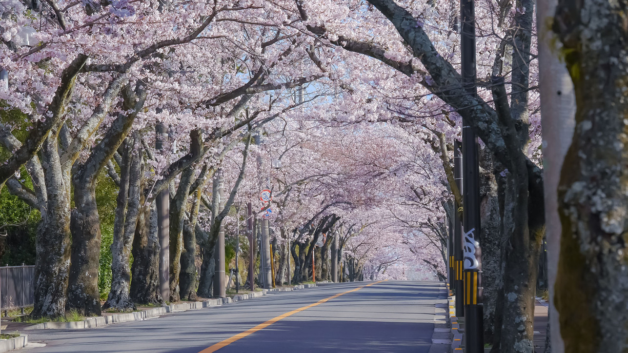 【伊豆高原◆桜旅】当館目の前は桜の名所！桜舞う「桜ご飯」の和朝食！夕食は伊豆牛ステーキを堪能♪