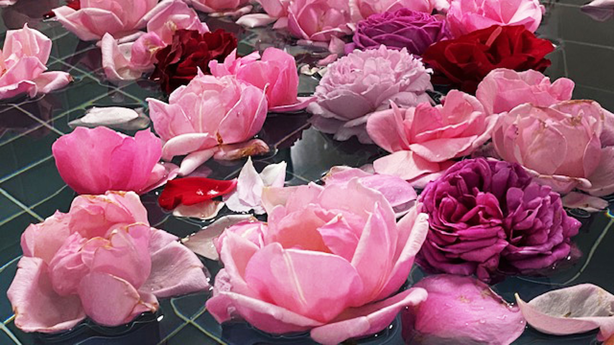 薔薇風呂◇バケツ1杯分とたっぷりご用意いたします（有料）*