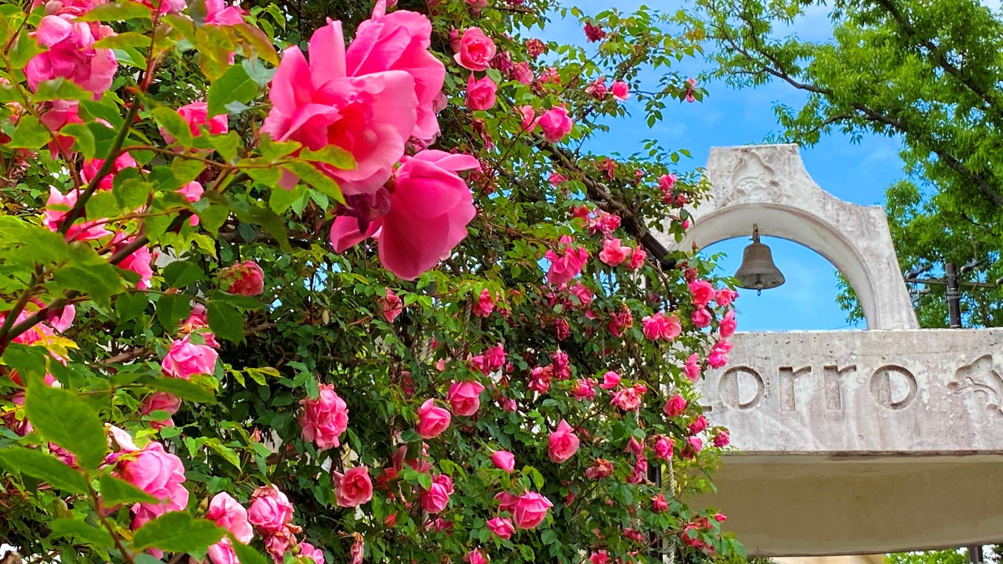 当館バラ園に咲く美しいバラ。毎年春～初夏に見ごろを迎えます。