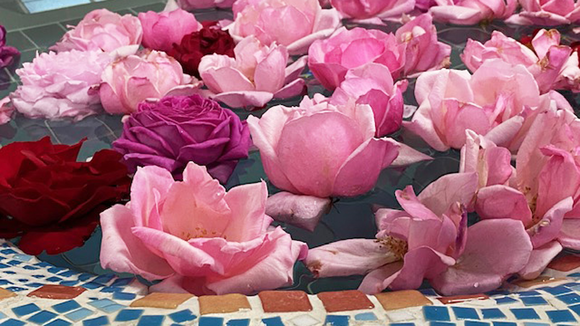 薔薇風呂◇期間限定サービス（有料）*