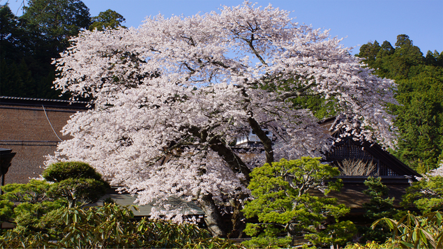 〈豊臣秀吉ゆかりの桜【傘桜】がある宿坊〉【春の寺宝特別展】拝観ツアー付【三の膳・2食付】