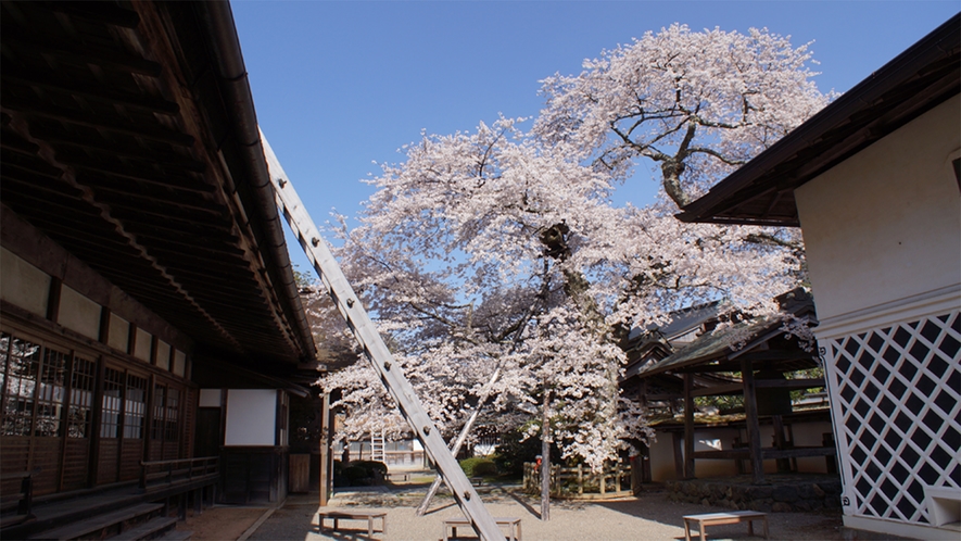 傘桜