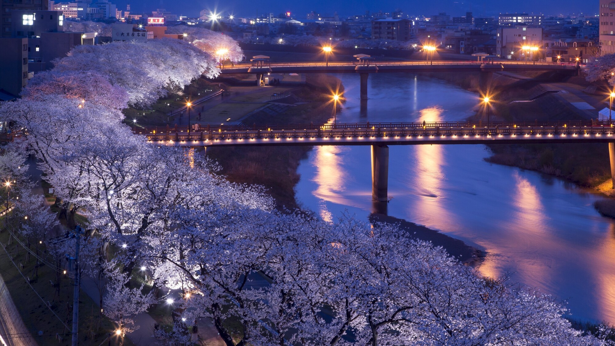 足羽川桜並木　※ホテルより徒歩10分