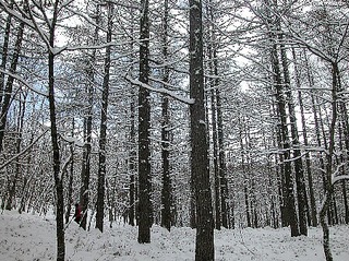 雪の唐松林