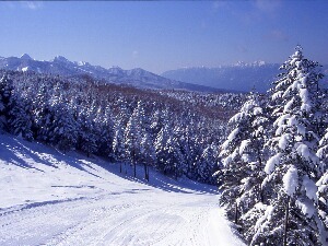 樹氷の林間コース