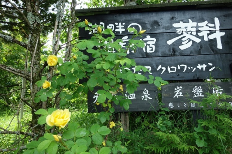 看板前のハマナスが咲く