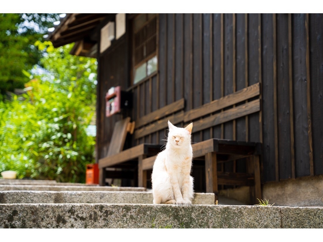 【素泊まりプラン】鞆の浦の港を眺め、猫のいる風景の中に建つ古民家